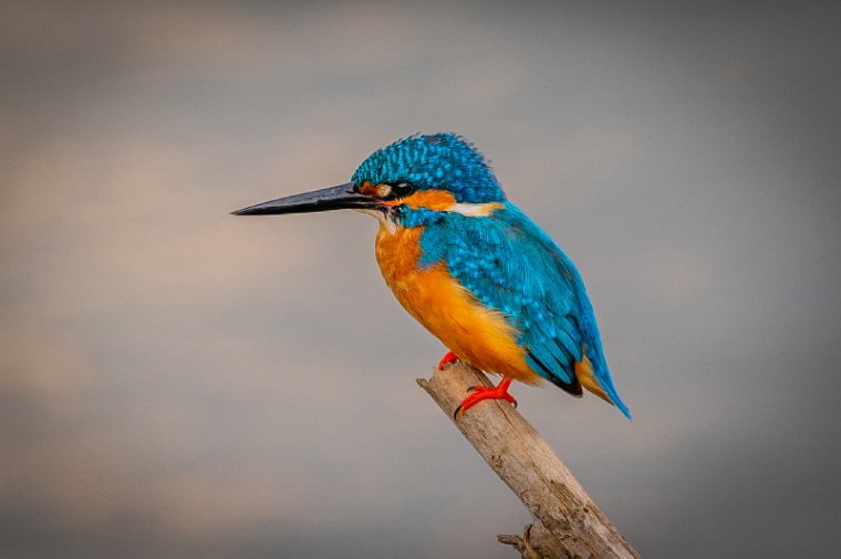 051 Udawalawe NP, menintingijsvogel.jpg